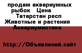 продам аквариумных рыбок › Цена ­ 700 - Татарстан респ. Животные и растения » Аквариумистика   